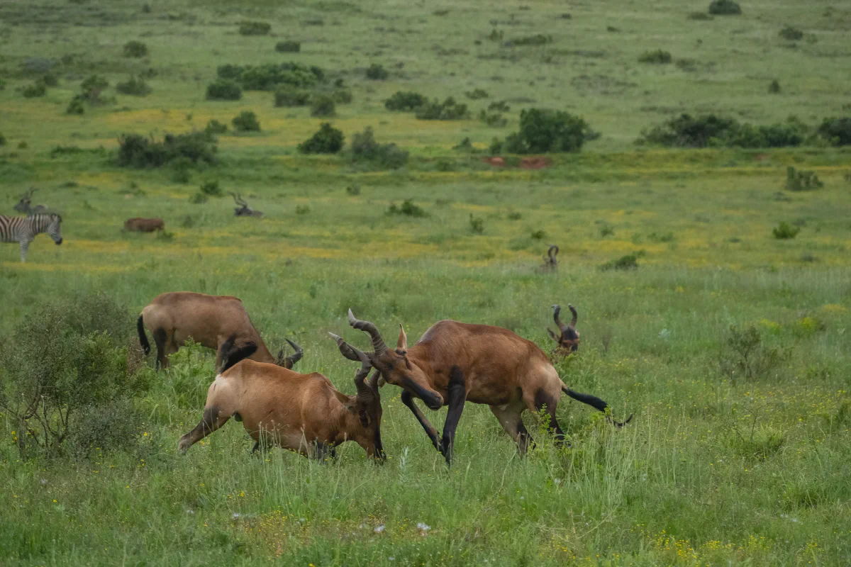 Two red hartebeest working on their fighting