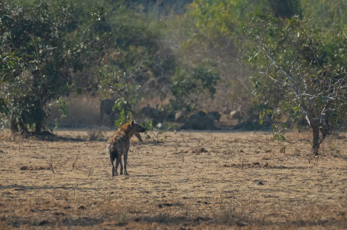 Lions in background