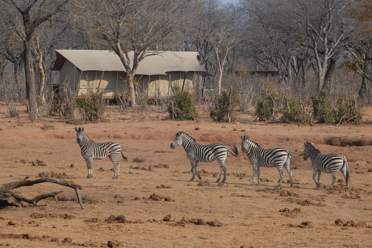 Zebra at camp watering hole